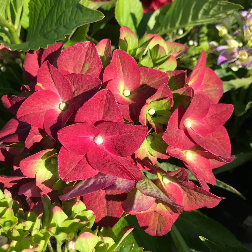 [HYMGSHA] Hydrangea macr. 'Green Shadow' ® (pot   3L)