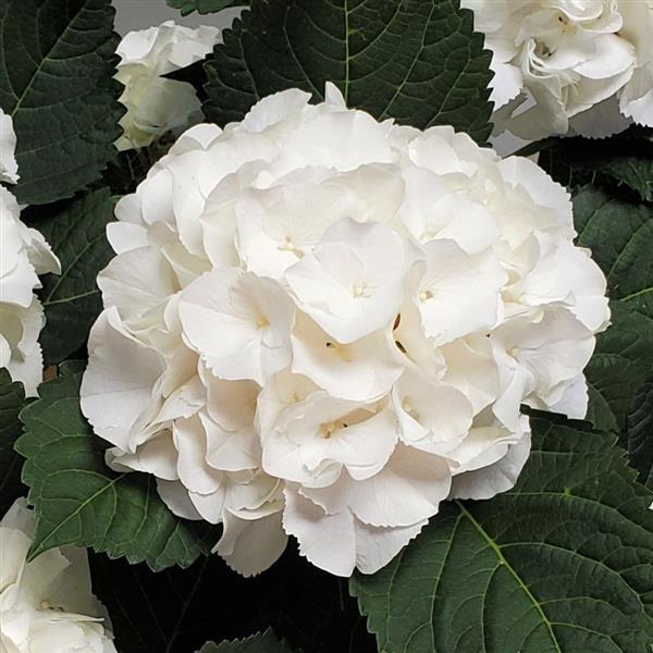 [HYMIBOY] HORTENSIA (pot 3L)