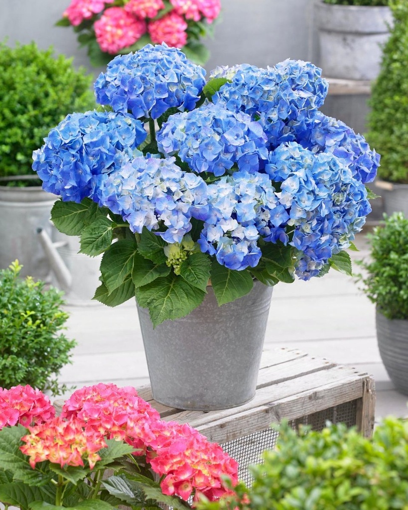 [HYMLBLU] Hydrangea macr. 'Little Blue' (pot   2L)