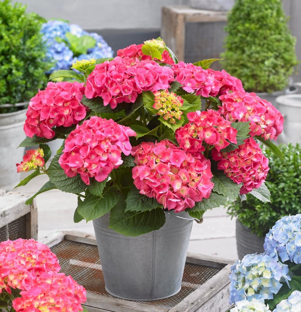 [HYMLPIN] HORTENSIA (pot 5L)