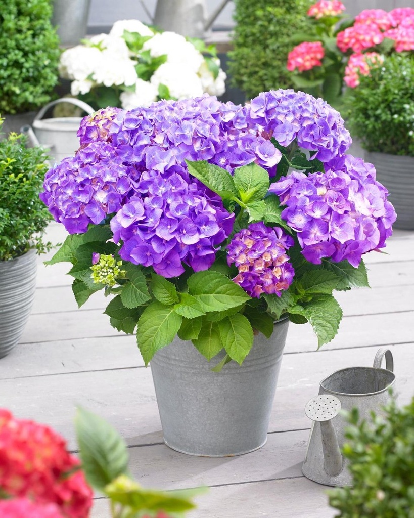 [HYMLPUR] Hydrangea macr. 'Little Purple' (pot   2L)