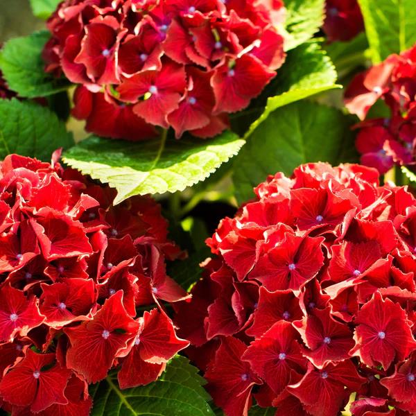 [HYMLRED] HORTENSIA (pot 5L)