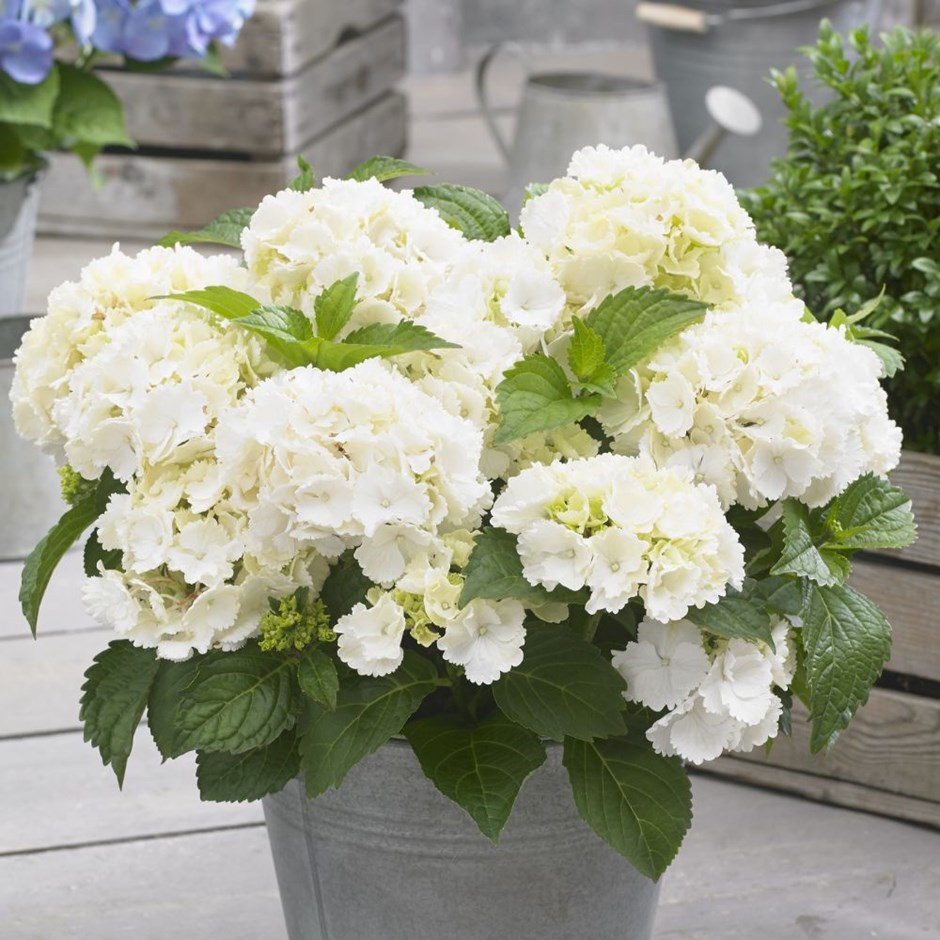[HYMLWHI] Hydrangea macr. 'Little White' (pot   2L)