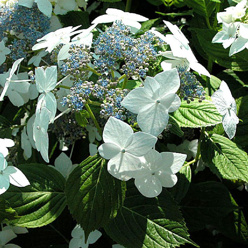 [HYMLWIT] Hydrangea macr. 'Lanarth White' (pot   5L)