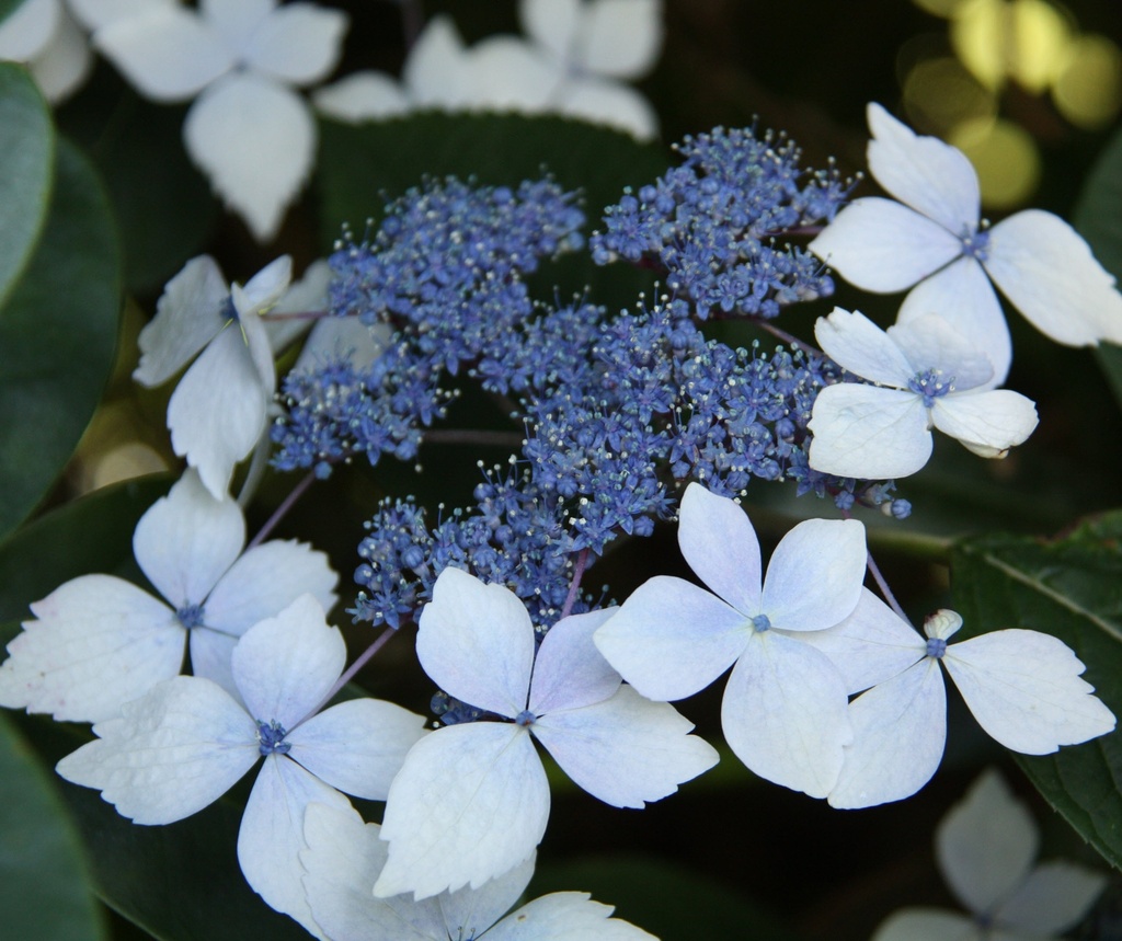 [HYMMPER] HORTENSIA (—, pot 3L)
