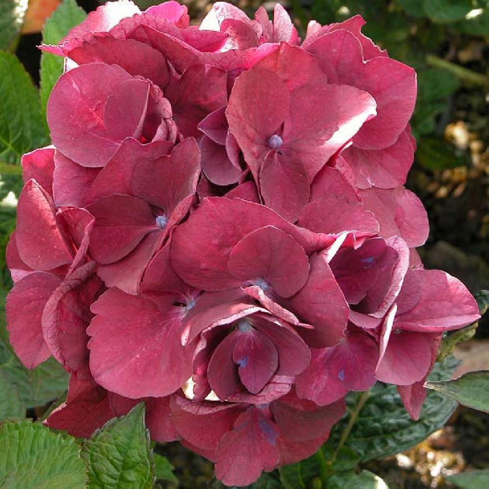 [HYMMSAN] Hydrangea macr. 'Merveille Sanguine' (pot   2L)