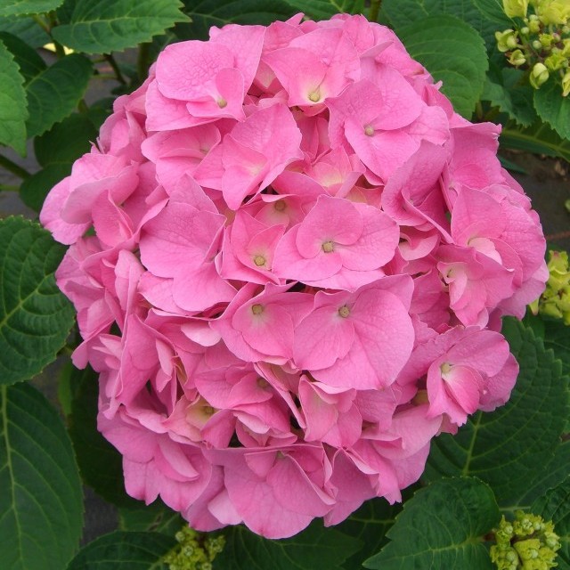 HORTENSIA