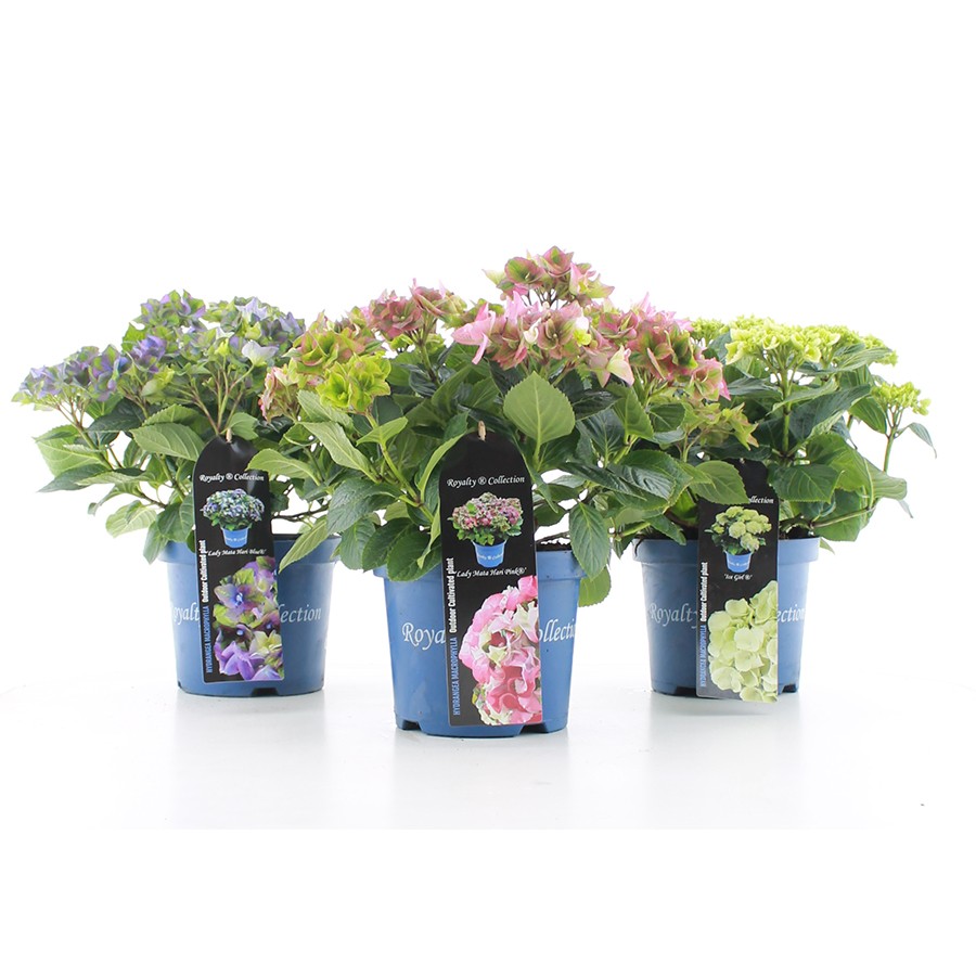 [HYMROYA] Hydrangea macr Royalty ® (pot   5L)