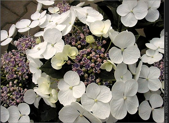 [HYMTWHI] Hydrangea macr. 'Teller White' (pot   5L)