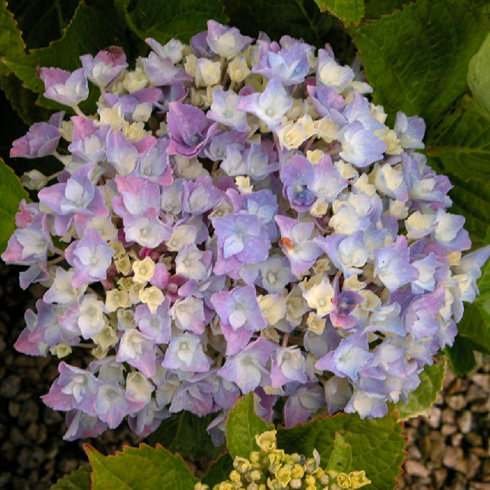 [HYMXIAN] Hydrangea macr. 'Xian BLAUW' (pot   7.5L)