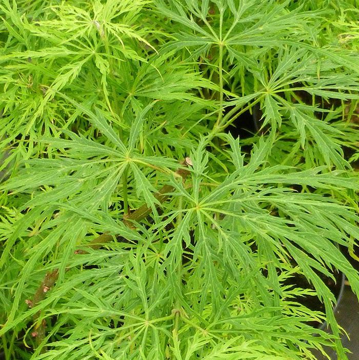 [ACPDVIR] Acer palm. 'Dissectum Viridis' (meerstammig, 150/175cm, pot 110L)