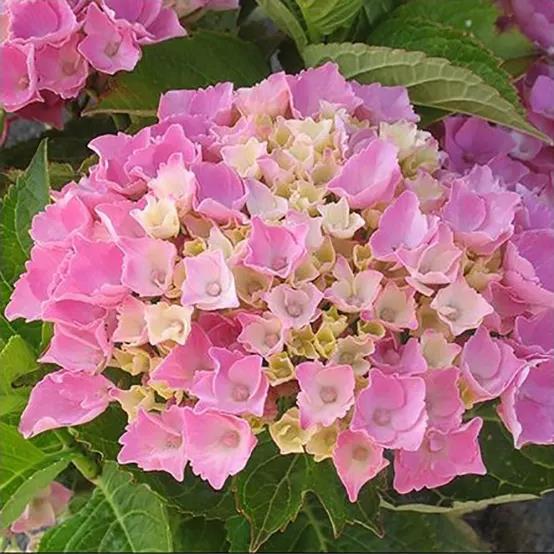 [HYMXROZ] Hydrangea macr. 'Xian ROZE' (pot 7.5L)