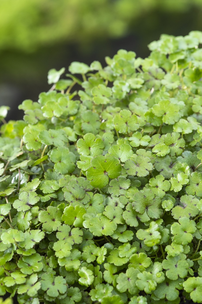 [HYNZEAL] Hydrocotyle novae Zelandiae