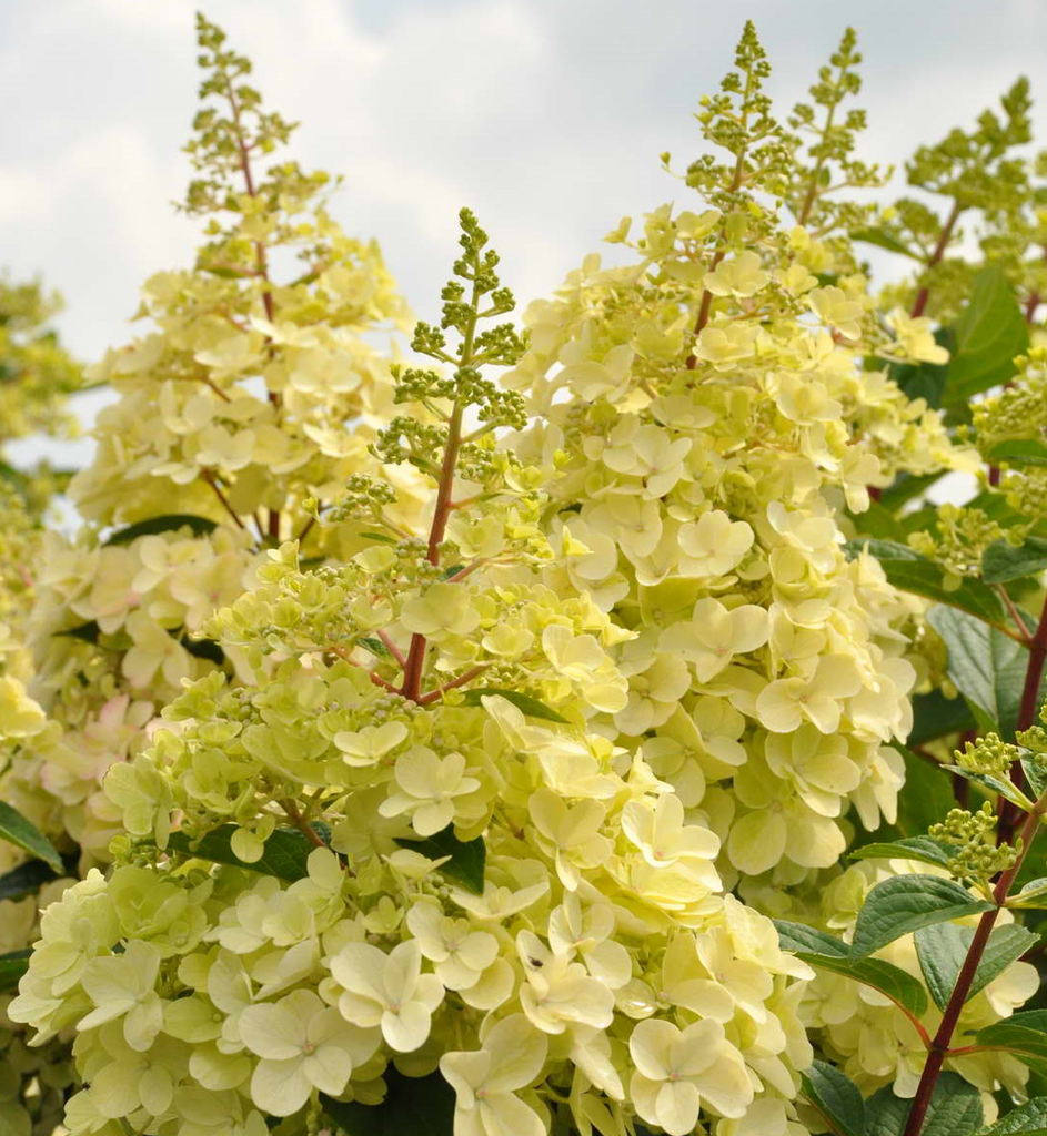 [HYPCAND] Hydrangea pan. 'Candlelight' (stam, 90cm, pot   7.5L)
