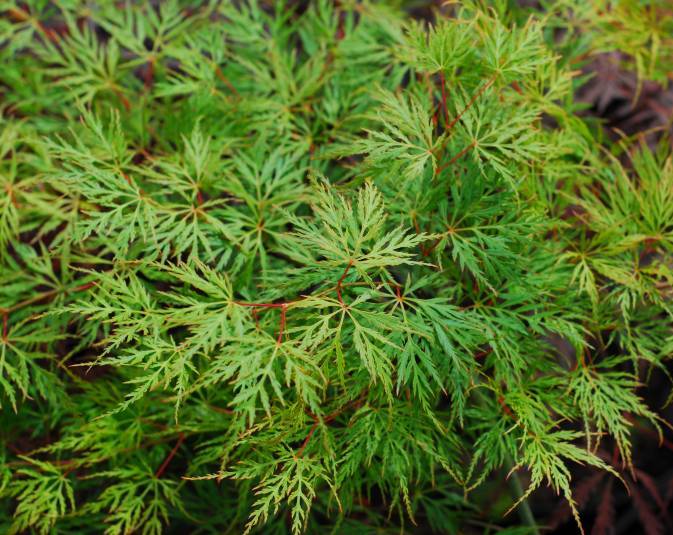 [ACPELAC] Acer palm. 'Emerald Lace' (pot 6.5l tige 100cm)
