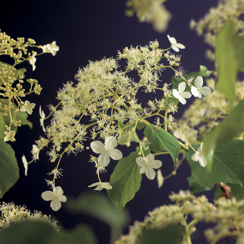 [HYPETIO] HORTENSIA GRIMPANT (—, 100/125cm, pot 10L)
