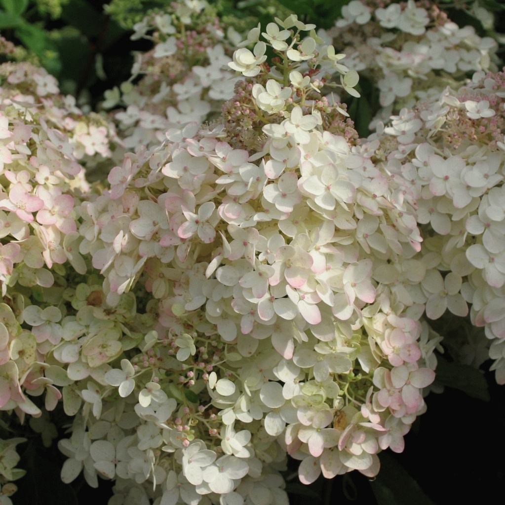 [HYPGRAN] HORTENSIA PANICULE (—, —, pot 5L)