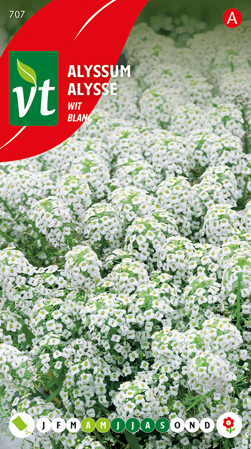 [00707] ALYSSE TAPIS DE NEIGE