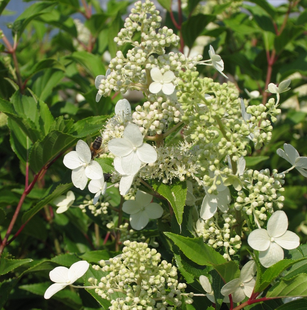 [HYPKYUS] Hydrangea pan. 'Kyushu' (—, —, pot   3L)