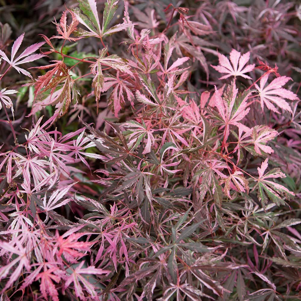 [ACPEXTR] Acer palm. 'Extravaganza'®