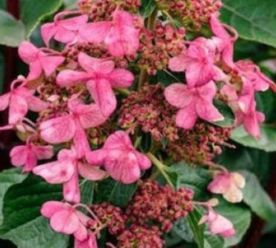 Hydrangea pan. 'Living Pinky Promise''®