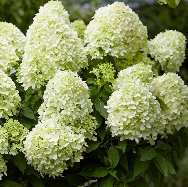 [HYPLSPOO] HORTENSIA PANICULE (pot 5L)