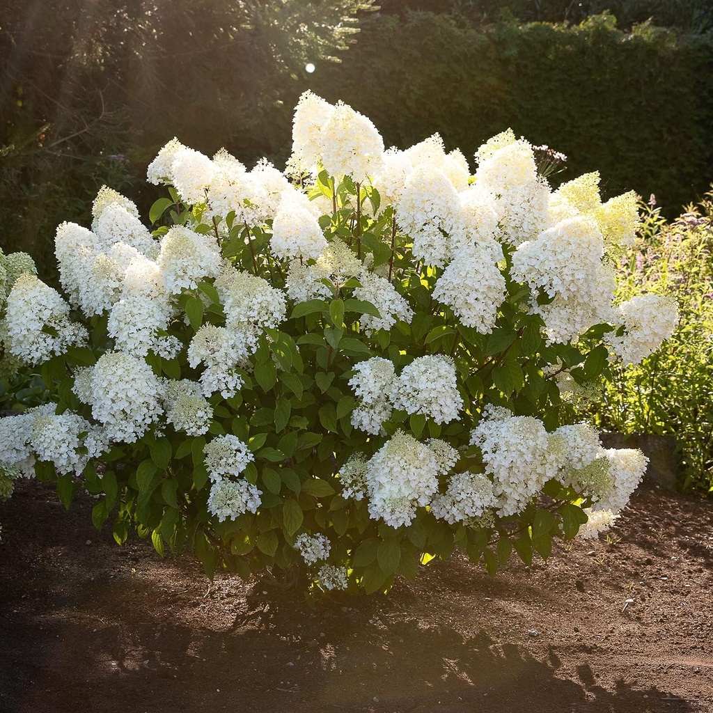 [HYPLSRU] HORTENSIA PANICULE (pot 5L)