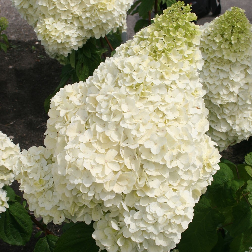 [HYPSDOL] Hydrangea pan. 'Silver Dollar' (—, —, pot   3L)