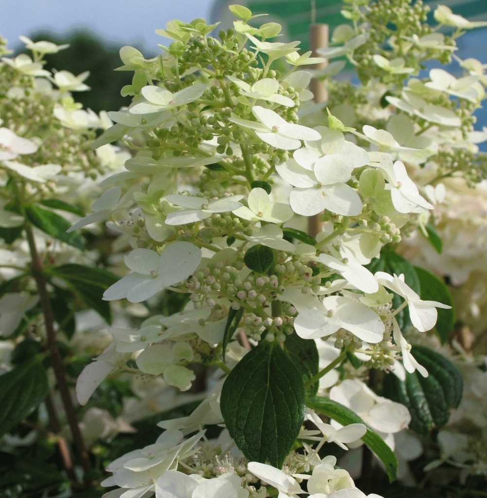 [HYPUNIQ] HORTENSIA PANICULE (—, —, pot 3L)
