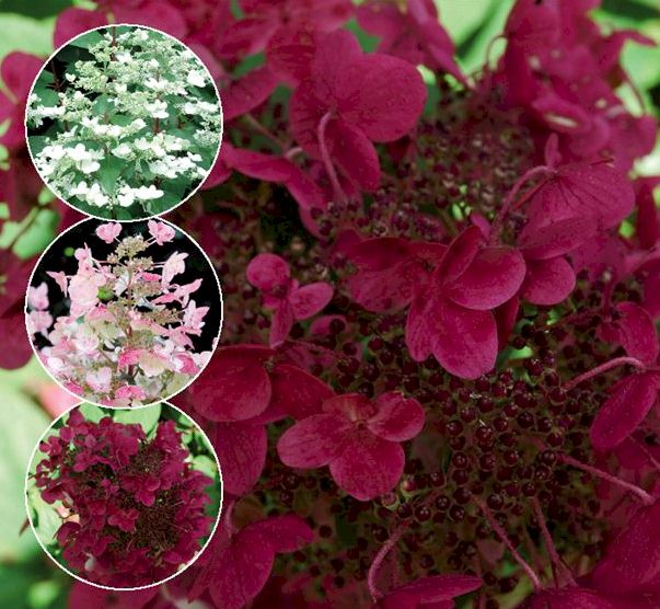 [HYPWRED] Hydrangea pan. 'Wim's Red'® (stam, 90cm, pot   7.5L)