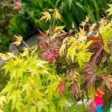 [ACPFEST] Acer palm. 'Festival'