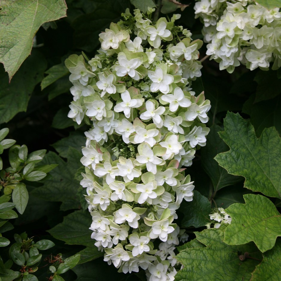 [HYQSNOW] HORTENSIA À FEUILLES DE CHÊNE (pot 2.5L)
