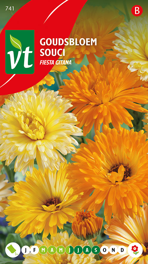 [00741] GOUDSBLOEM FIESTA GITANA