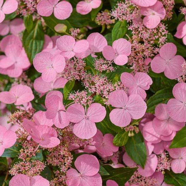 HORTENSIA