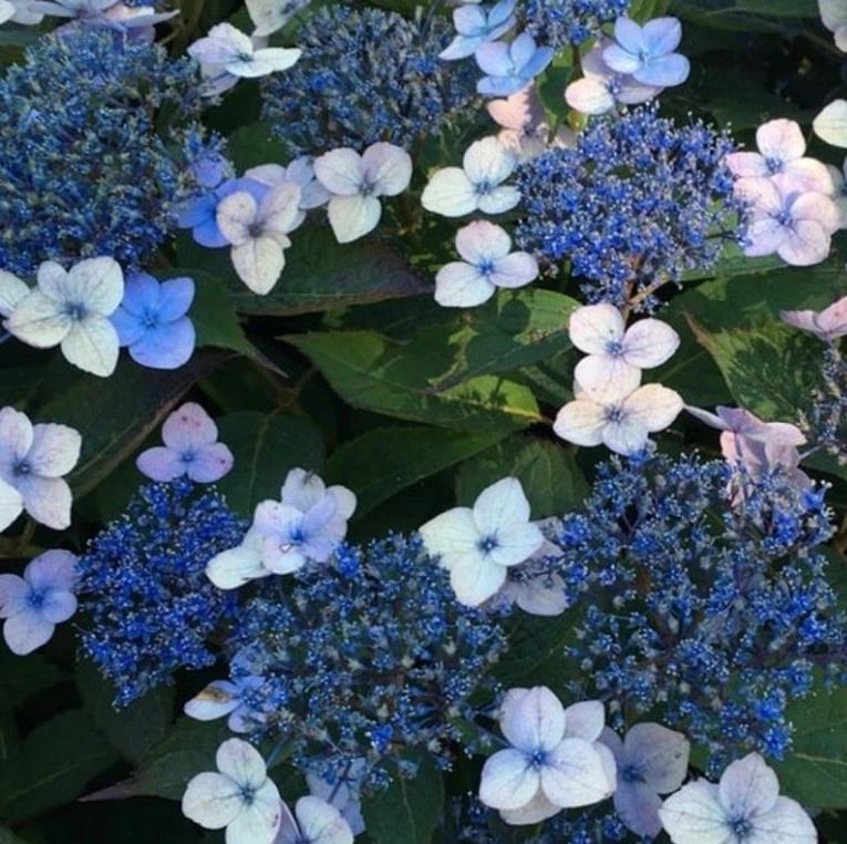 HORTENSIA JAPONAIS