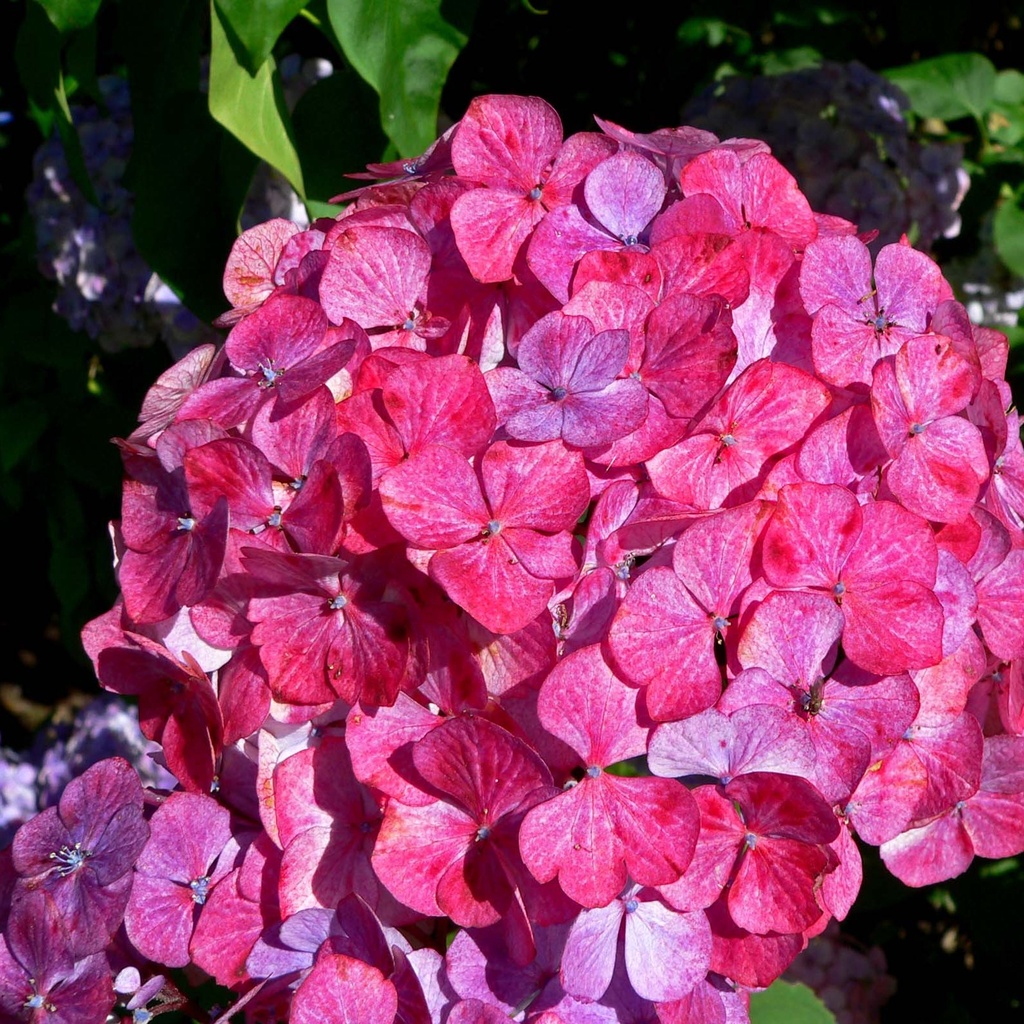 [HYSPREZ] HORTENSIA JAPONAIS (—, pot 3L)