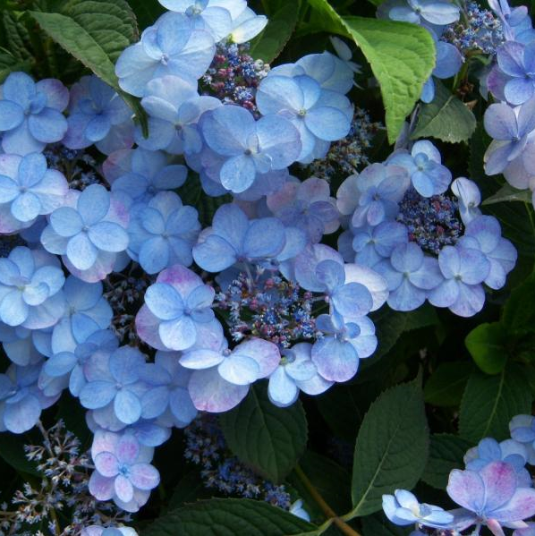 HORTENSIA JAPONAIS