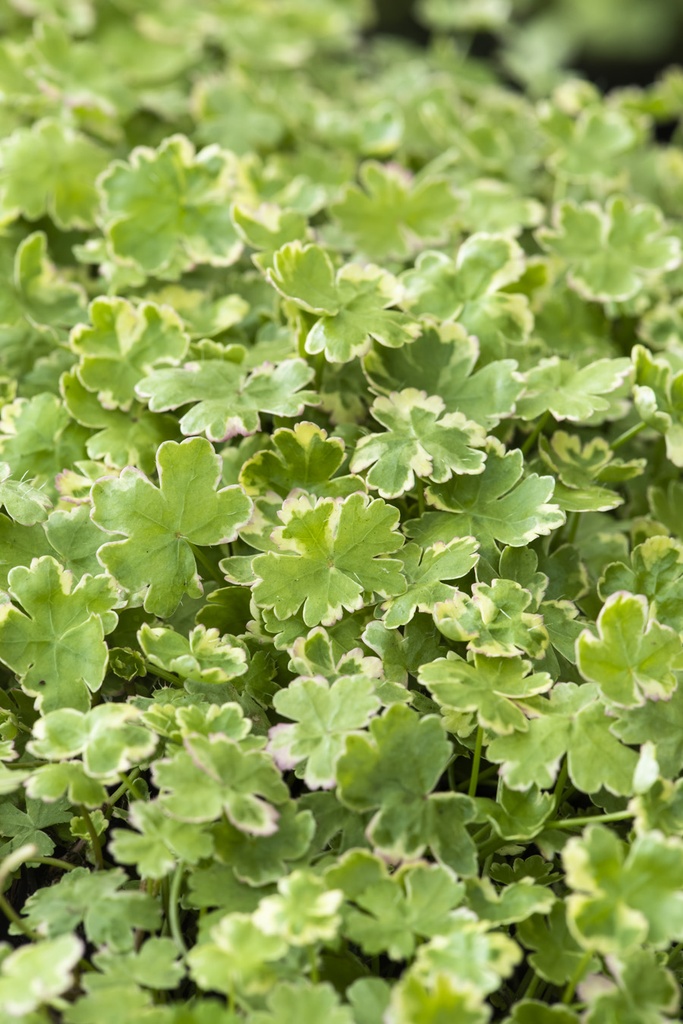 [HYSVARI] HYDROCOTYLE