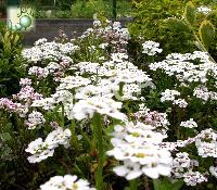 [IBSEMPE] Iberis sempervirens (pot12)