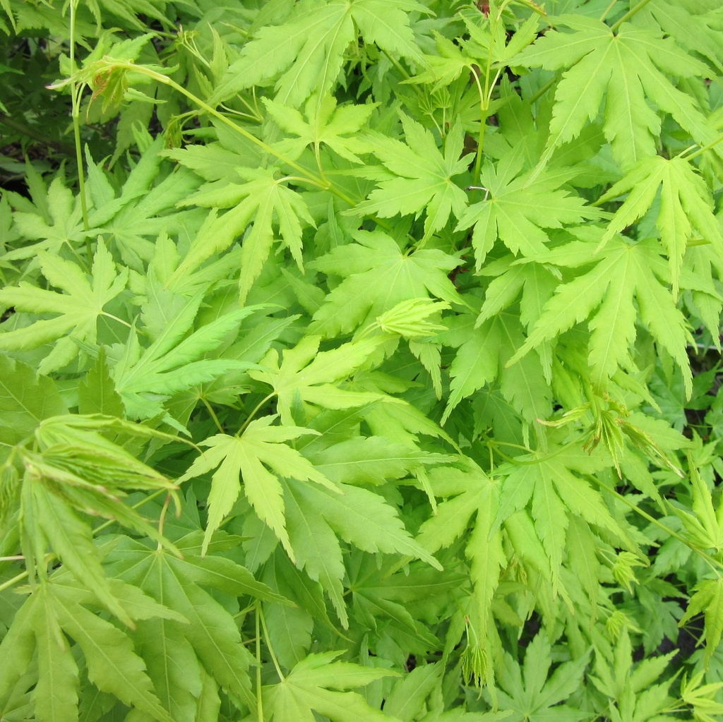 [ACPGGRE] Acer palm. 'Going Green'® (100/125cm, pot  14L)