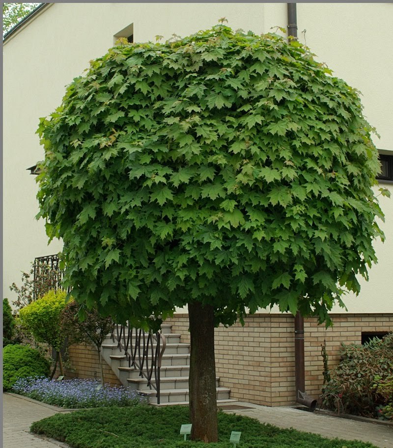 [ACPGLOB] Acer plat. 'Globosum' (halfstam, 8/10, pot)