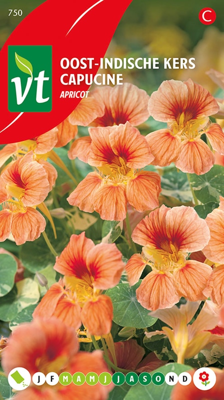 [00750] CAPUCINE APRICOT