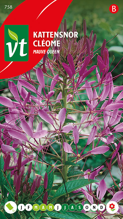 [00758] KATTENSNOR MAUVE QUEEN