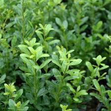 Ilex crenata 'Samurai'