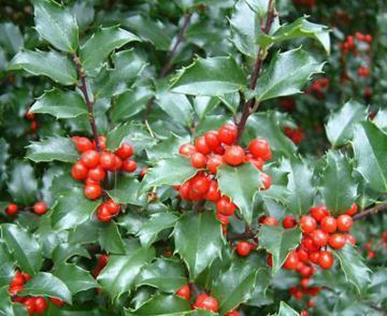 [ILEMBPR] Ilex meserveae 'Blue Princess' (—, pot   7.5L)