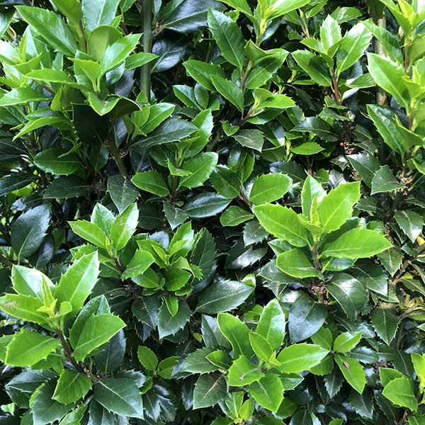 [ILMHECS] HOUX AMÉRICAIN (60/80cm, pot 5L)