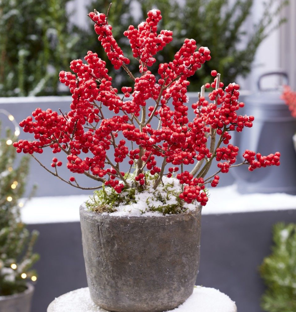 [ILVJBEL] Ilex verticillata 'Jingle Bells' (40/50cm, pot   4L)