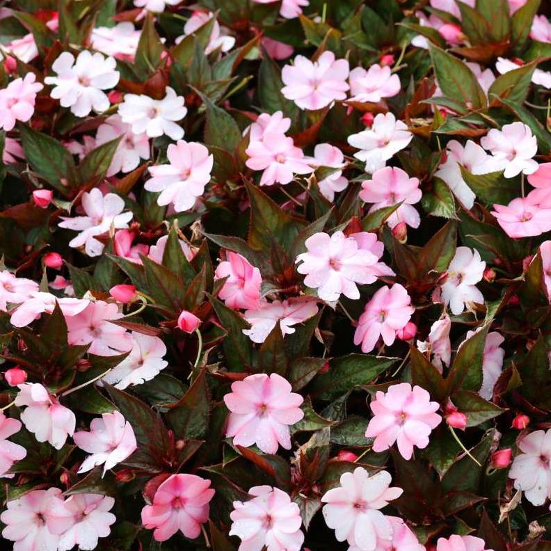 [IMPATIE] Impatiens (pot  10.5cm)