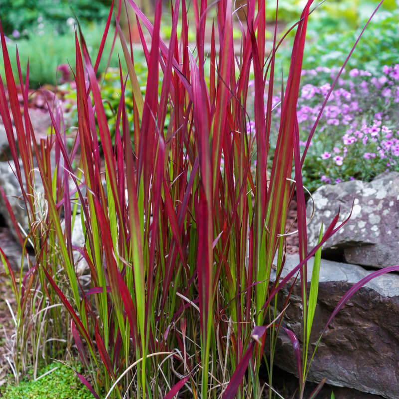 [IMCRBAR] HERBE ROUGE (pot 9cm)