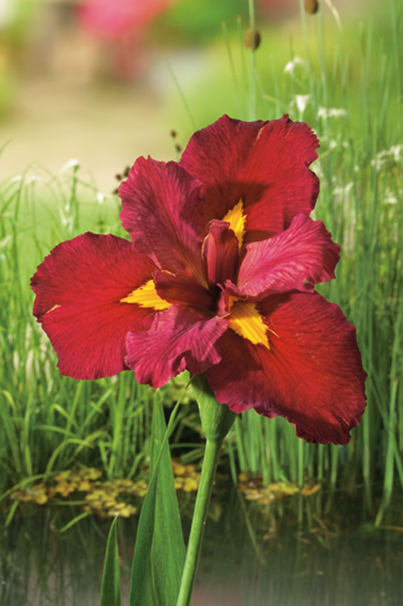 [IRACHOW] Iris 'Ann Chowning' (mand 18cm)